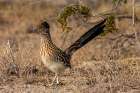 Roadrunner in Palm Springs, California, USA Art Print